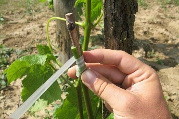 grape care
