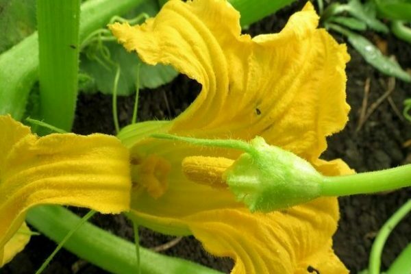 Netherflower on pumpkin