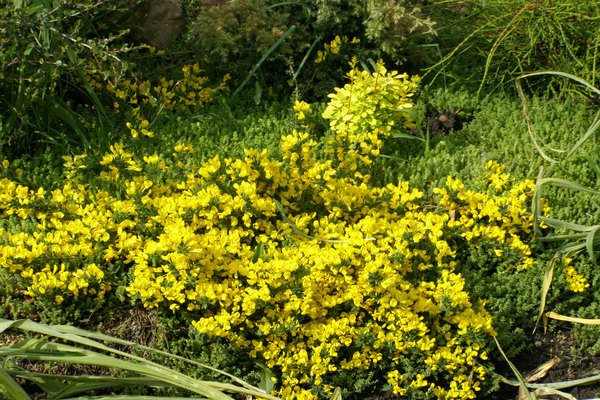 blackened broom