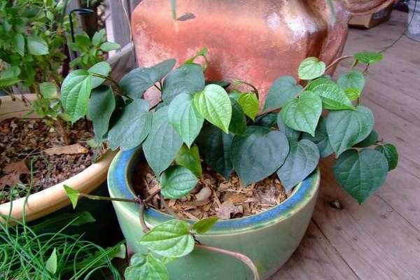 Pimenta branca