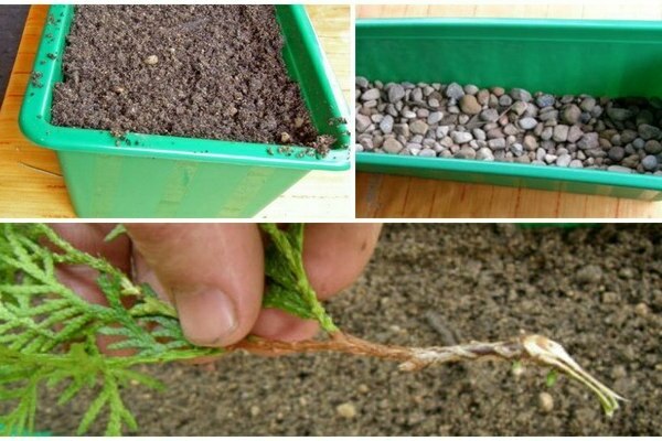 how to propagate thuja by cuttings