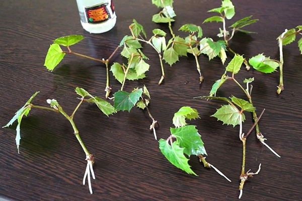 propagation du raisin à l'intérieur