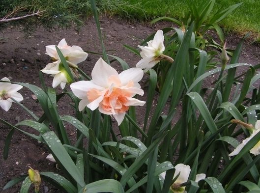 Daffodil varieties