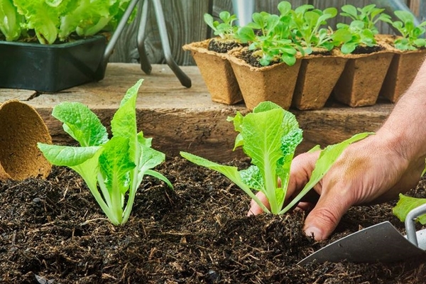 laitue romaine comment faire pousser