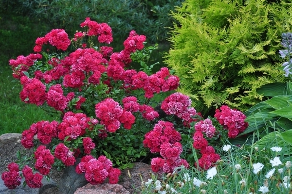 Fée rose