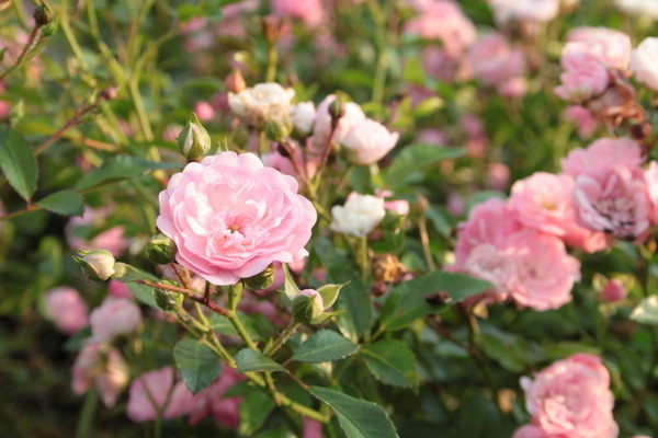 Rose Rose Fée