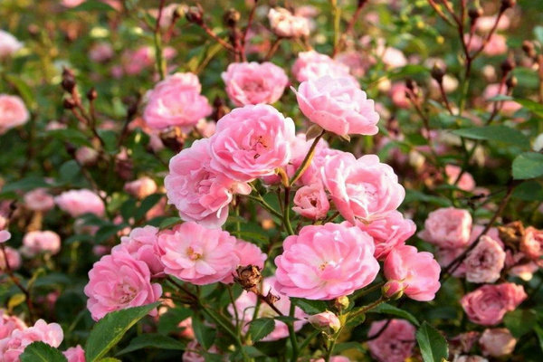Fée rose