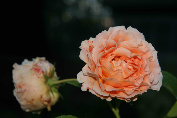 rose polka photo and description