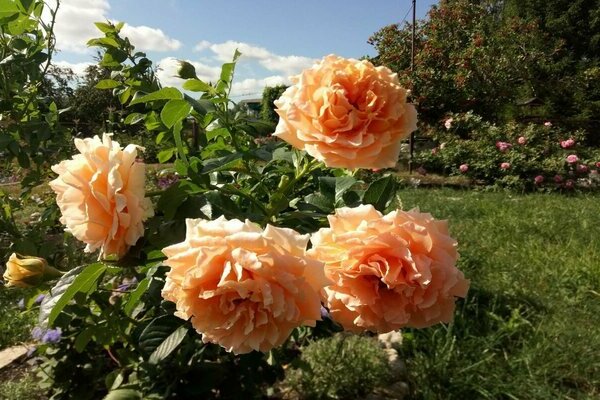 rose climbing polka