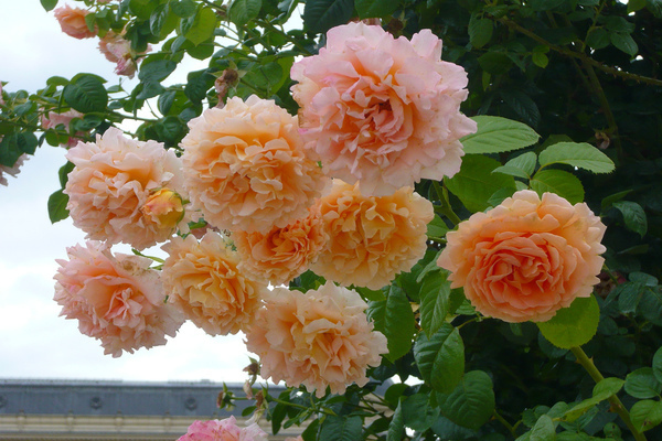 rose polka photo