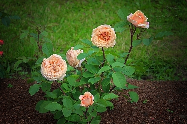 rose polka description