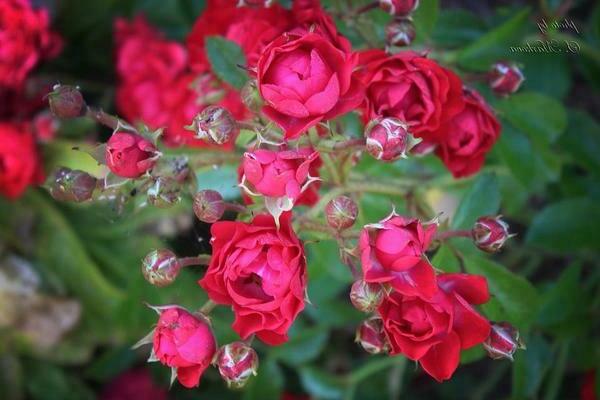 Fée rose