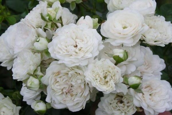 Rose Blanche Fée