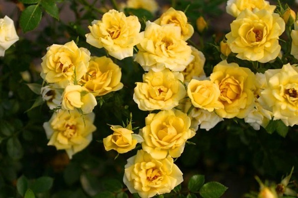 Fée Jaune Rose