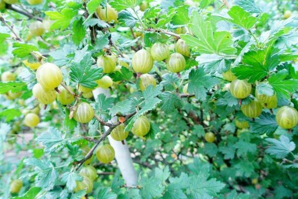 gooseberry Russian yellow