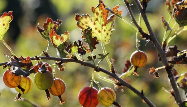 Gooseberry diseases