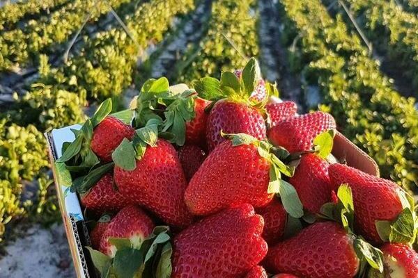 harvesting strawberries