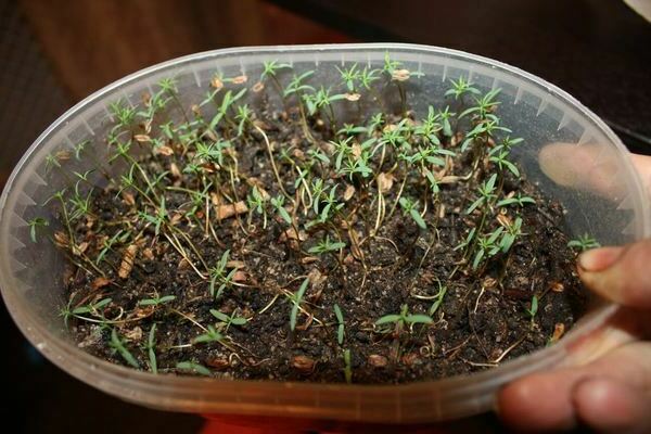 Thuja seeds