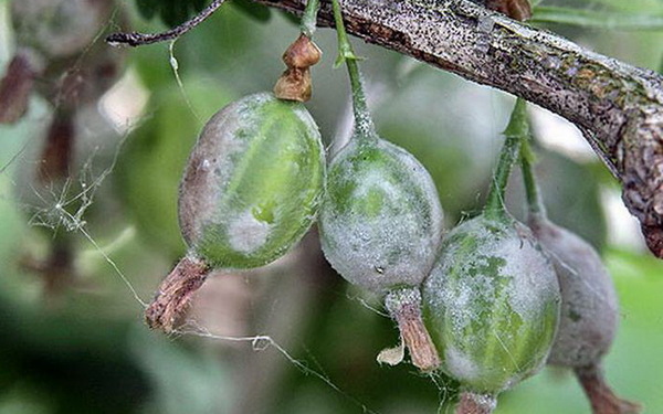 Gooseberry diseases