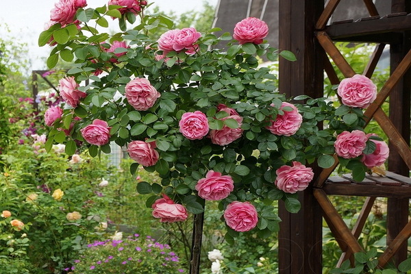Stamp roses