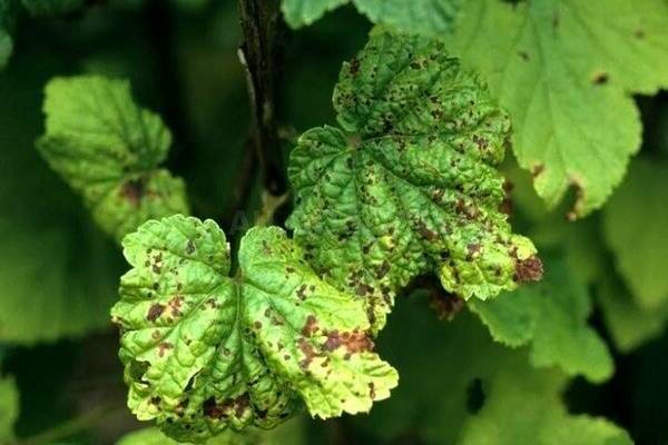 Rounded spots on currant leaves