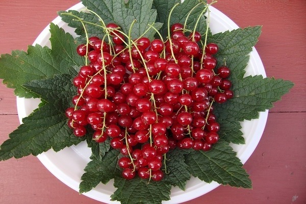 Currant Natalie: variety description