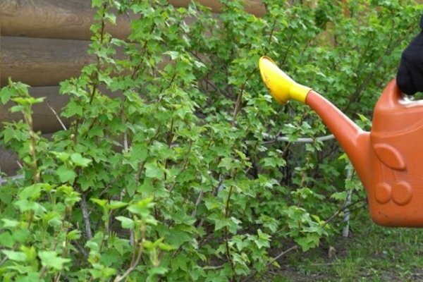 Natali red currant: how to care