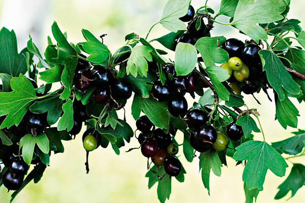 Currant venus