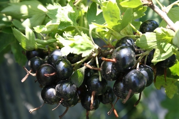 Currant venus