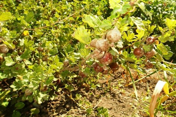 why gooseberries dry