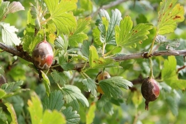gooseberry dry branches