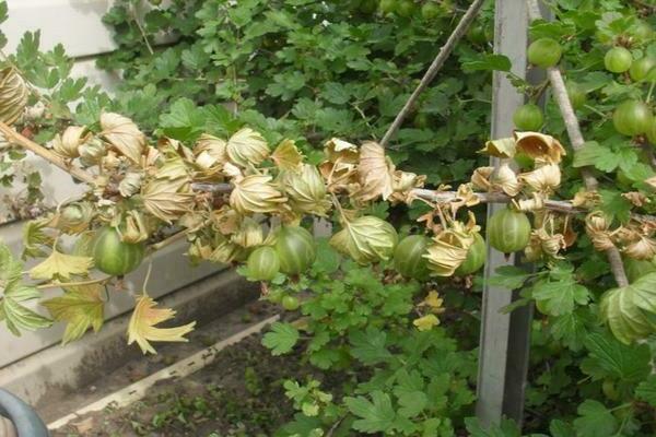 gooseberry dry leaves