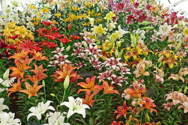Variétés de lys avec des noms: la principale classification internationale des lys