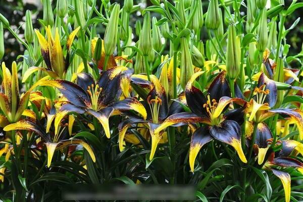 Variétés asiatiques de lys avec des noms