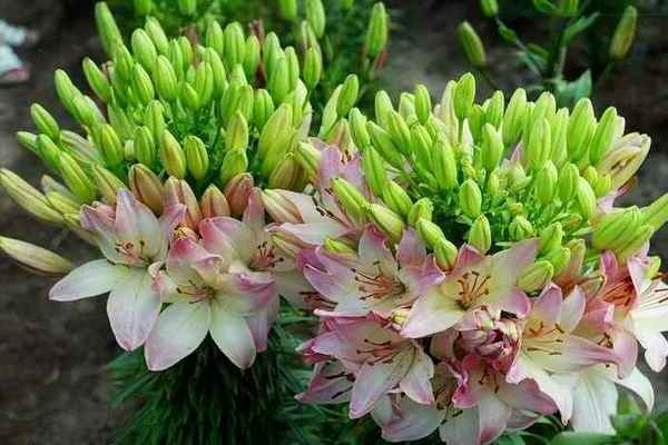Variétés asiatiques de lys avec des noms