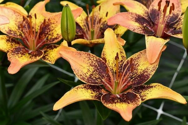 Variétés asiatiques de lys avec des noms