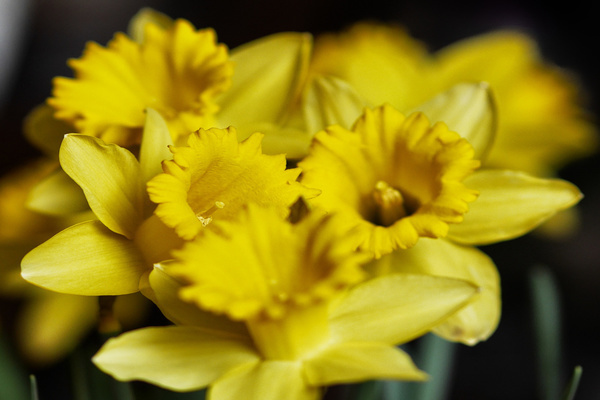 noms de variétés de jonquilles