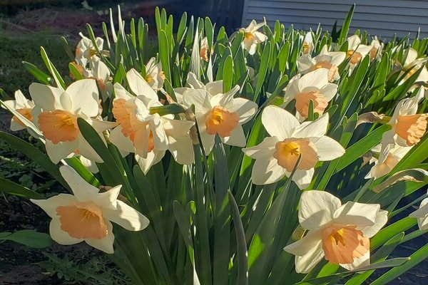 variétés de jonquilles avec photos et noms