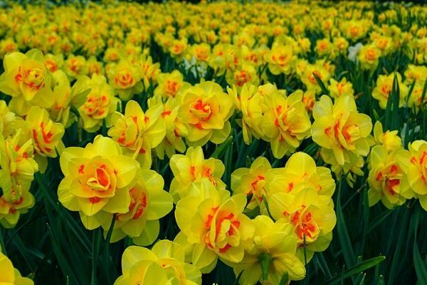 variétés de photos de jonquilles