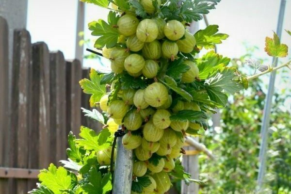 variétés de groseille verte