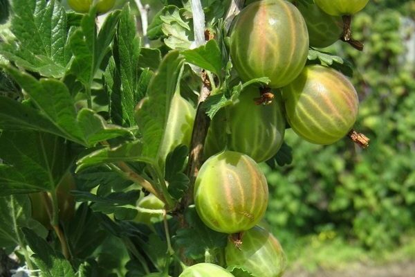 variétés de groseille verte