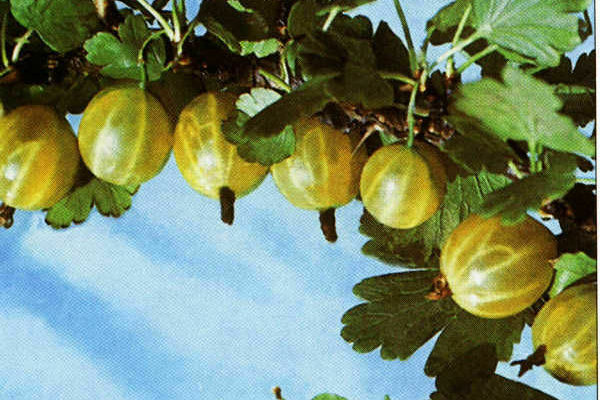 Description de la photo des variétés de groseille verte