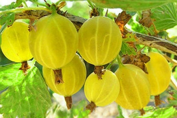 Description de la photo des variétés de groseille verte