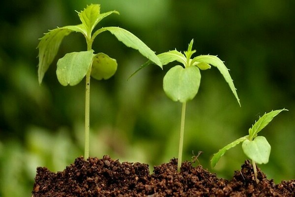 growth promoters