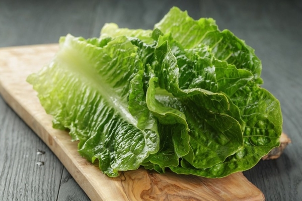 laitue romaine