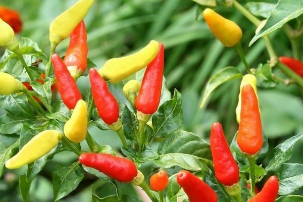 indoor pepper