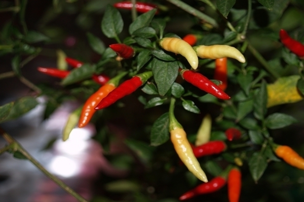 indoor pepper