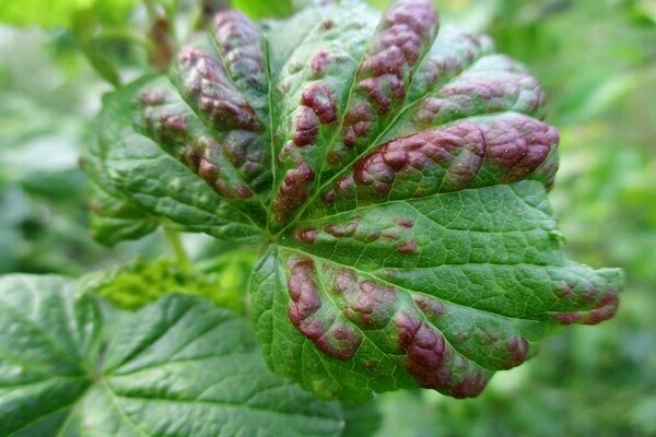 Dark brown spots