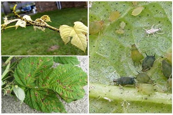 aphids on raspberries