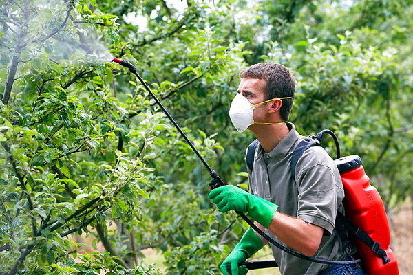 Bordeaux solution for aphids